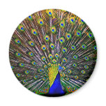 Fanning Peacock - Round magnets