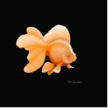 Fantail Goldfish photo sculptures