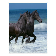 Fantasy Horses: Friesians & Sea Post Card