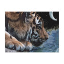 Fantasy Tiger & Moon Postcards