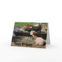 Farm Animal Friends Nature Photo Birthday Card