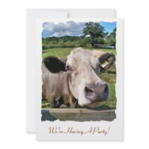 FARM ANIMALS, CUTE COW