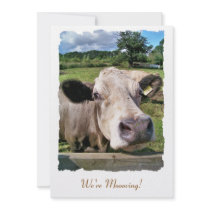 FARM ANIMALS, CUTE COW
