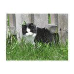 Farm Cat Art postcards