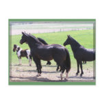Farm Day Postcards