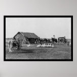 Farm with People and Animals in Argentina 1907 posters