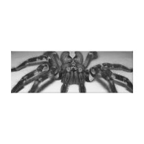 Fasciata Wrapped Canvas