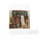 Fascination cards
