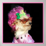 Fashionable Toy MIx Dog Poster