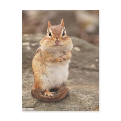 fat and fluffy chipmunk Post Card