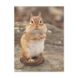 fat and fluffy chipmunk postcards