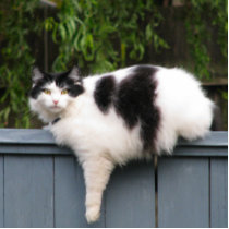 Fat Cat On Fence Photo Sculpture