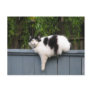 Fat Cat On Fence Post Cards