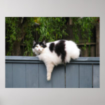 Fat Cat On Fence Poster
