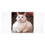 Fat Cat Personalized Photo Card