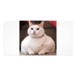 Fat Cat photo cards
