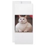 Fat Cat rack cards