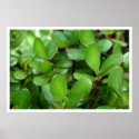 Fat Plant posters