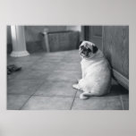 Fat Pug Sitting on the Floor posters