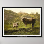Father and son (highland cattle), England posters
