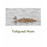 Fatigued Mum t-shirts