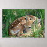 Fawn 2009