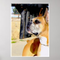 Fawn Boxer dog canvas print