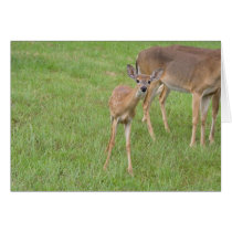Fawn - cards
