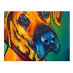 Fawn Great Dane Post Cards