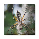 Feasting Zipper Spider Magnet