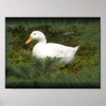 feather duck Poster posters