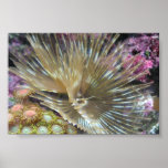 Feather Duster and Orange & Green zoanthids (zoos) posters