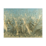 "Feather Frost" Postcard