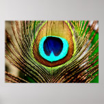 feather of fancy posters