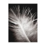 Feather Post Cards