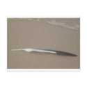 Feather postcards
