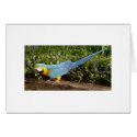 Feathered Family Parrot Rescue cards