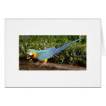 Feathered Family Parrot Rescue cards