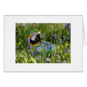 Feathered Family Parrot Rescue cards