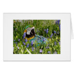 Feathered Family Parrot Rescue Card