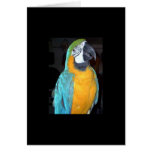 Feathered Family Parrot Rescue Greeting Cards