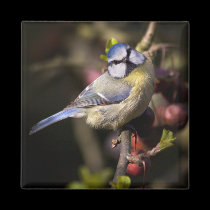 Feathered Jewel Magnet
