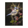 Feathered Jewel Postcard