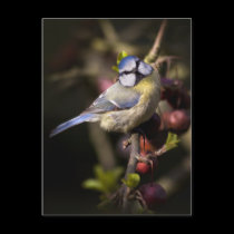 Feathered Jewel Postcard