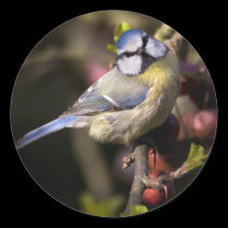 Feathered Jewel Sticker