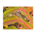 Feathered Leaf Post Cards