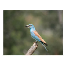feathers postcards