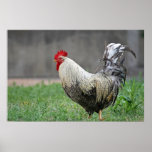 "Feathers" posters