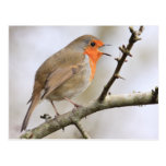 February Robin Post Card