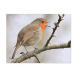 February Robin Post Card